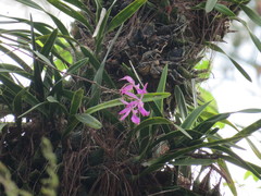 Encyclia adenocaula