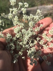 Eriogonum annuum