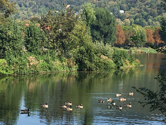 Branta canadensis