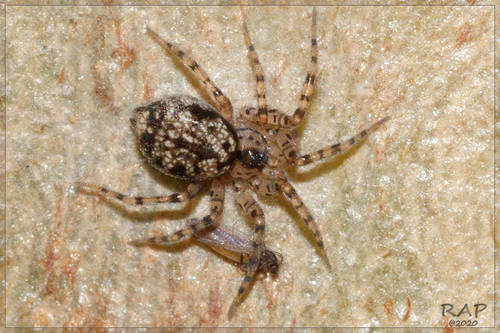 Wall Spider
