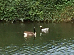 Branta leucopsis