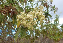 Parthenium tomentosum