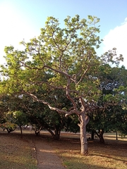 Caryocar brasiliense