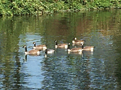 Branta leucopsis
