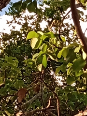 Caryocar brasiliense