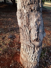 Caryocar brasiliense