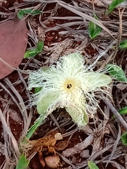 Caryocar brasiliense