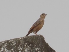 Mirafra assamica