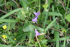 Campanula lusitanica