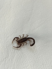 Centruroides caribbeanus