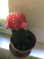 Gymnocalycium