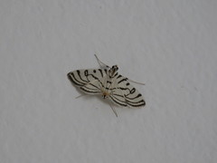 Conchylodes ovulalis