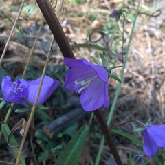 Campanula persicifolia
