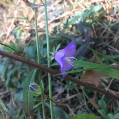 Campanula persicifolia