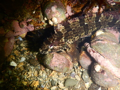 Labrisomus philippii