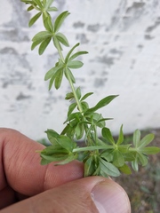 Galium semiamictum