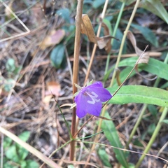 Campanula persicifolia