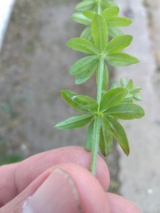 Galium semiamictum