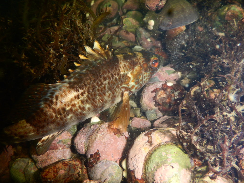 Peruvian Rock Seabass