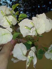 Bougainvillea