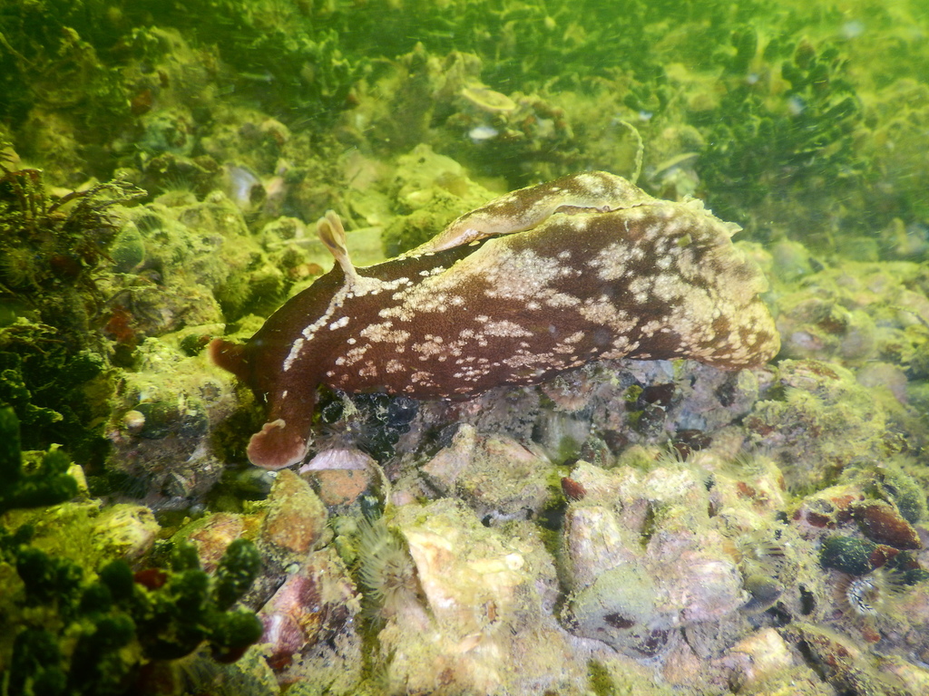 Aplysia lessonii