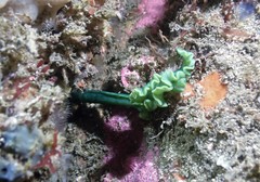 Metabonellia haswelli