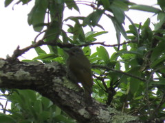 Colaptes auricularis