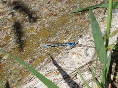 Argia nahuana
