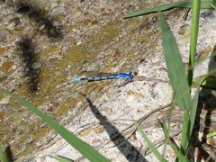 Argia nahuana