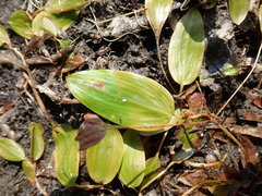 Doassansiopsis hydrophila