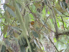 Peucedramus taeniatus