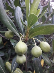 Pittosporum tobira