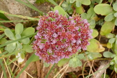 Hylotelephium anacampseros