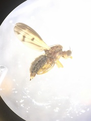 Opomyza germinationis