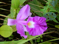 Sobralia macrantha