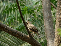 Coryphistera alaudina