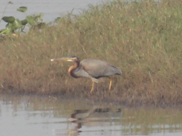 Purple Heron