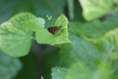 Piruna penaea