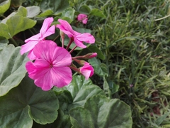 Pelargonium × hybridum