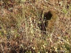 Sanguisorba verrucosa