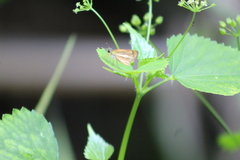 Dalla faula
