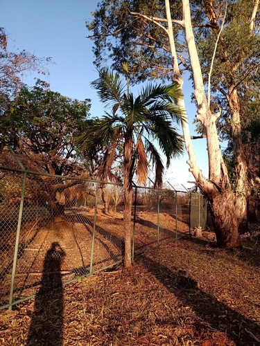 Syagrus comosa, photo 81
