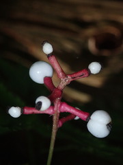 Actaea pachypoda pachypoda