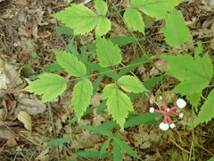 Actaea pachypoda pachypoda