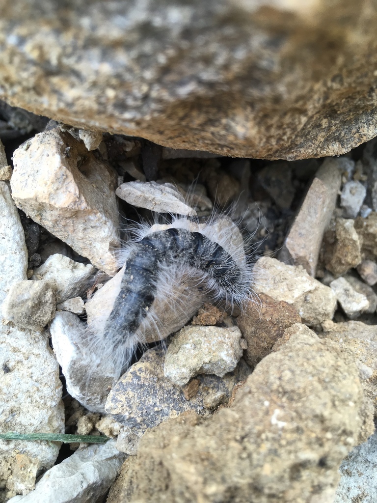 Walnut Caterpillar Moth (Caterpillars of Ontario) · iNaturalist