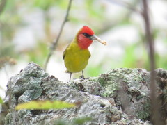 Piranga erythrocephala