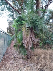 Syagrus flexuosa