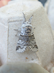 Furcula occidentalis