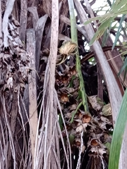 Syagrus flexuosa