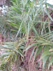 Syagrus flexuosa